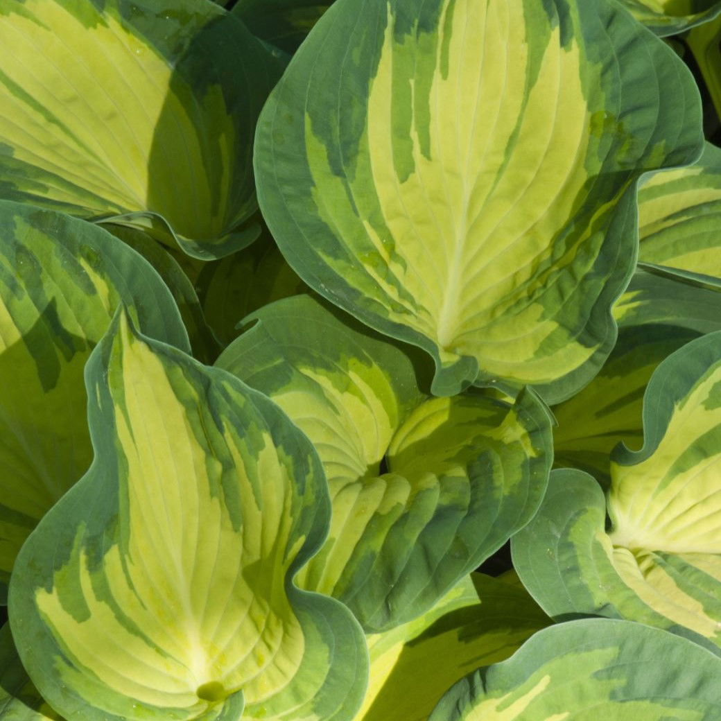 Hosta 'Happy Dayz' - Potte 2,0 liter