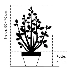 Grøn Berberis til hæk