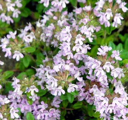 Bredbladet timian (Hjemmehørende art)