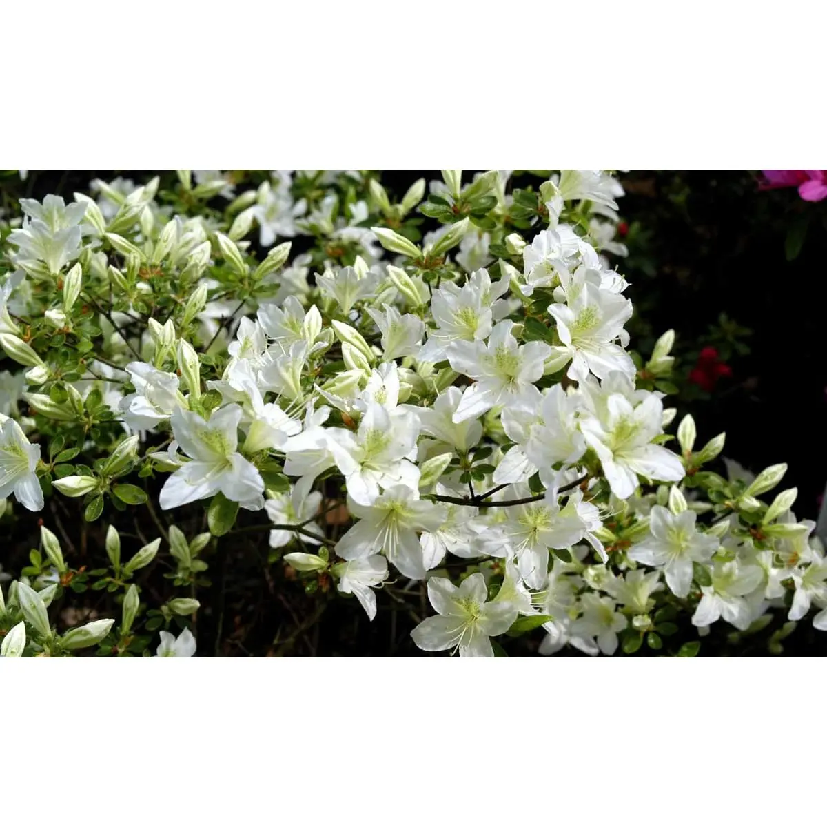 &apos;White Lady&apos;