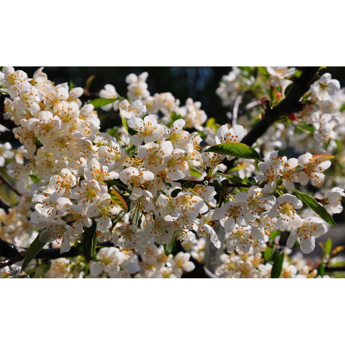 Japansk paradisæble &apos;Tina&apos;