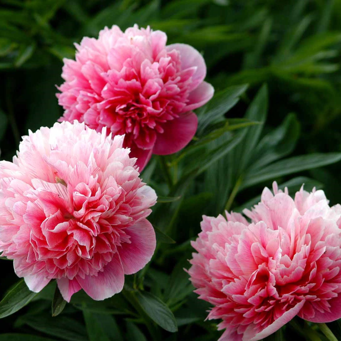 Bonderose Rosea Plena