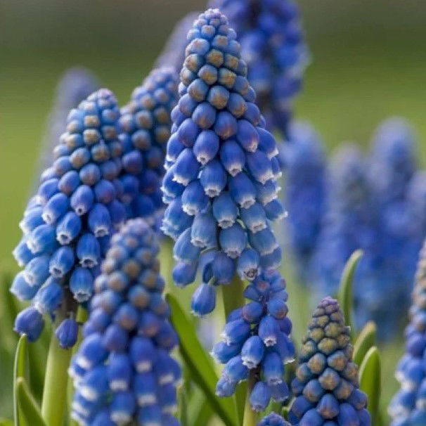 Perlehyacint Armeniacum Storkøb