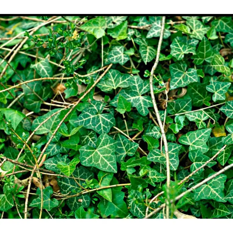 Småbladet Efeu 'Hevil'