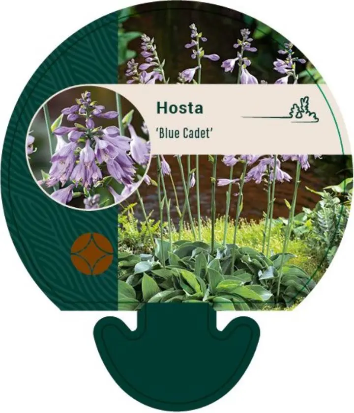 Funkia 'Blue Cadet' - Potte 0,8 Liter