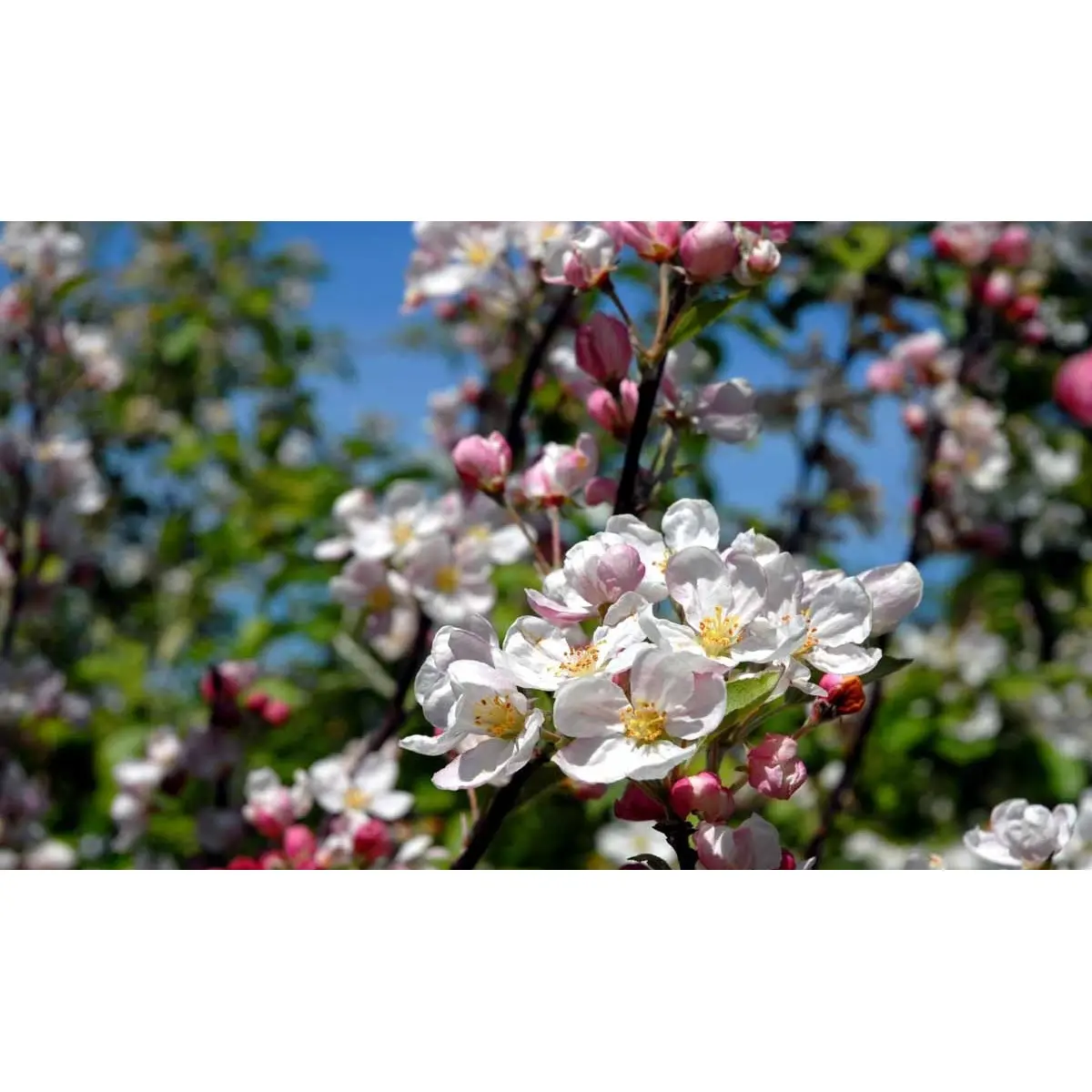 Paradisæble &apos;Everest&apos;