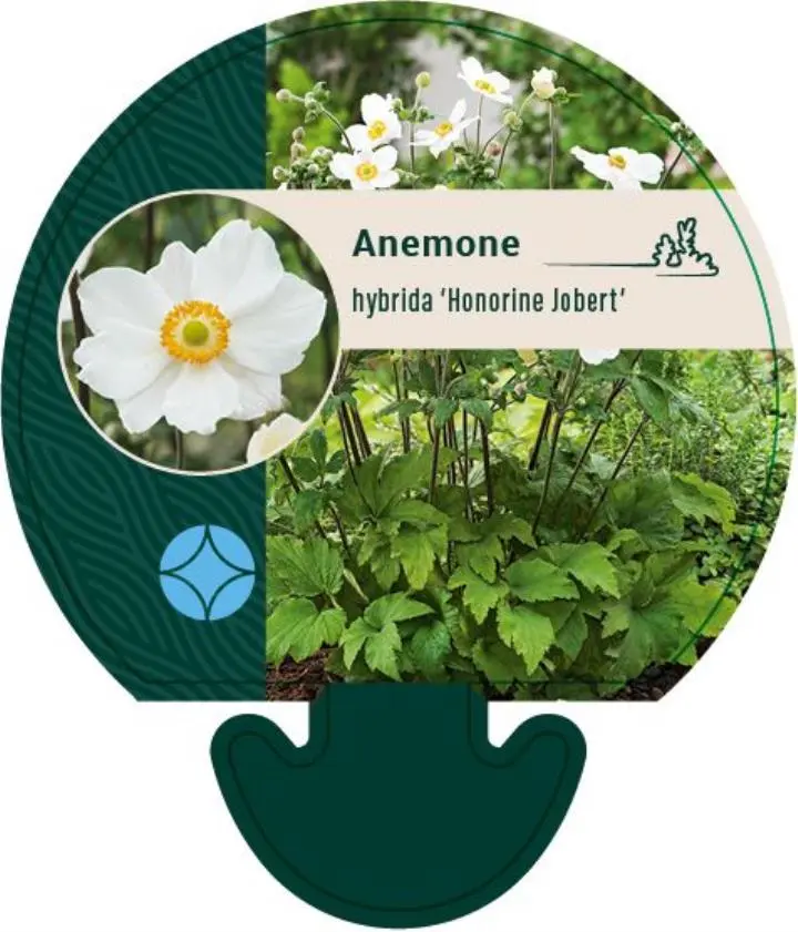 Høstanemone 'Honorine Jobert' - Potte 0,8 Liter