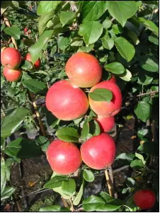 Æble &#39;Ahrista&#39; - Havefrugttræ - A-kvalitet 4-8 grene. 120-160 cm. Potte, (M7)