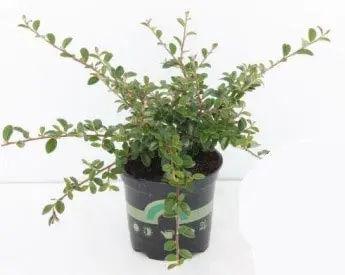 Cotoneaster dammeri Coral Beauty, Færdig Bunddække Dværgmispel, Et af de mest effektive bunddækkeplanter er Cotoneaster dammeri Coral Beauty / Dværgmispel Coral Beauty er en Stedsegrøn krybende busk med lange buede grene som bliver ca 70 cm høje. Bladene