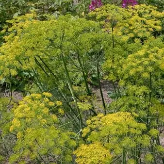 Øko Dild - Frøpose, Økologisk