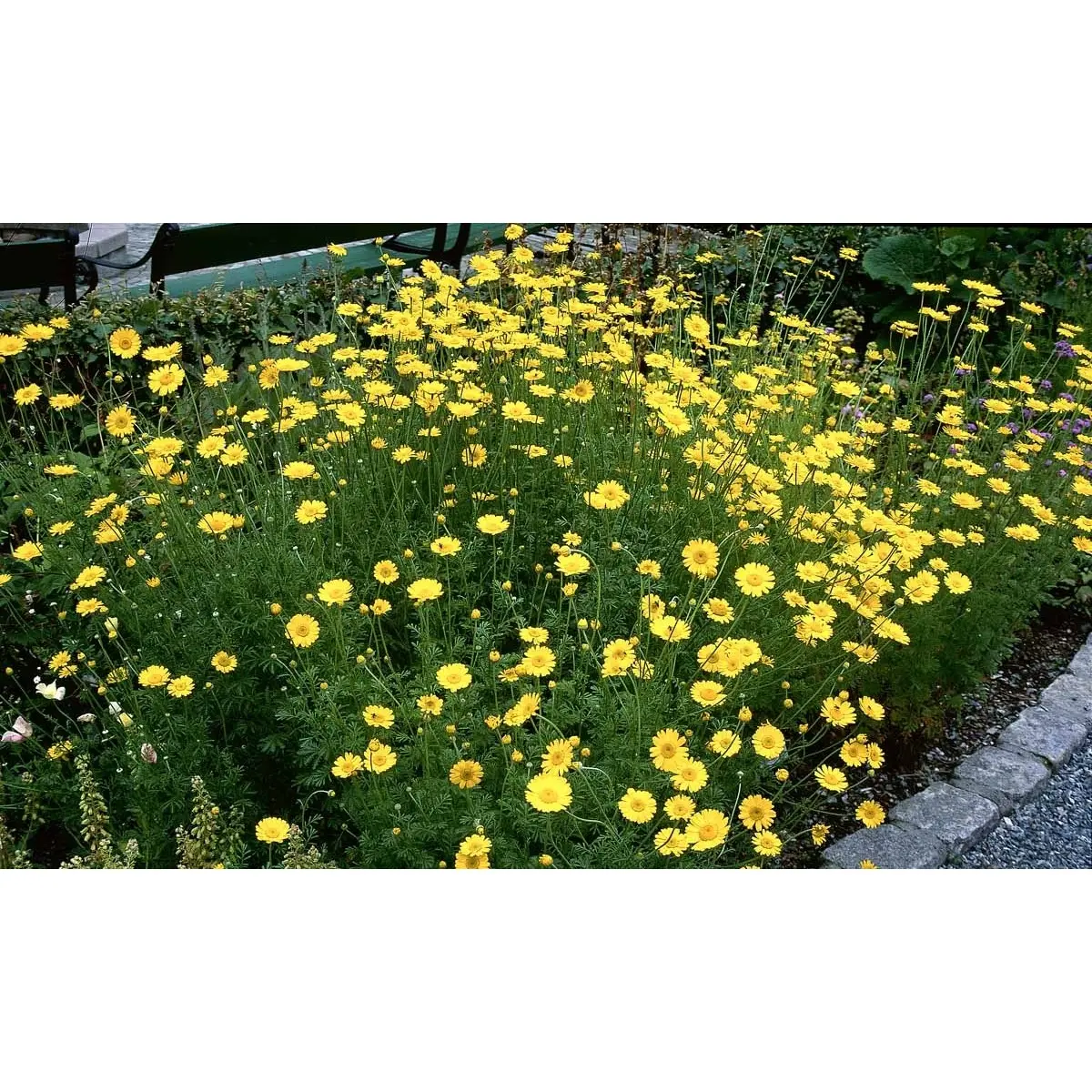 Farve-Gåseurt - MaxiPlugs 8 cm plugs i bakke med 28 stk.