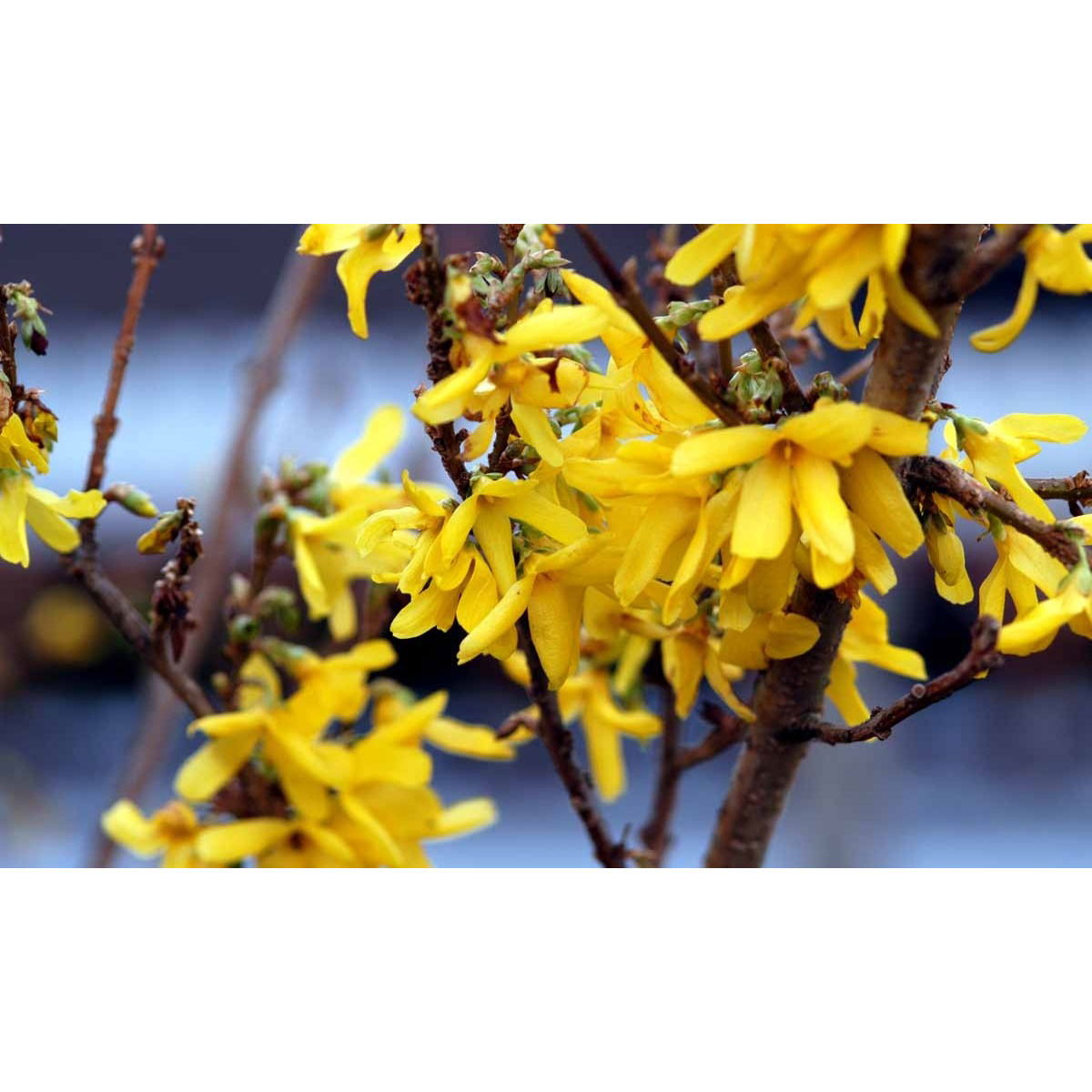 Forsythia &apos;Spectabilis&apos;