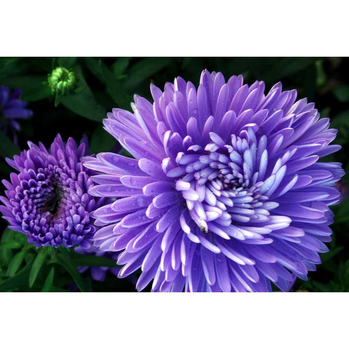 Høstaster 'Marie Ballard'