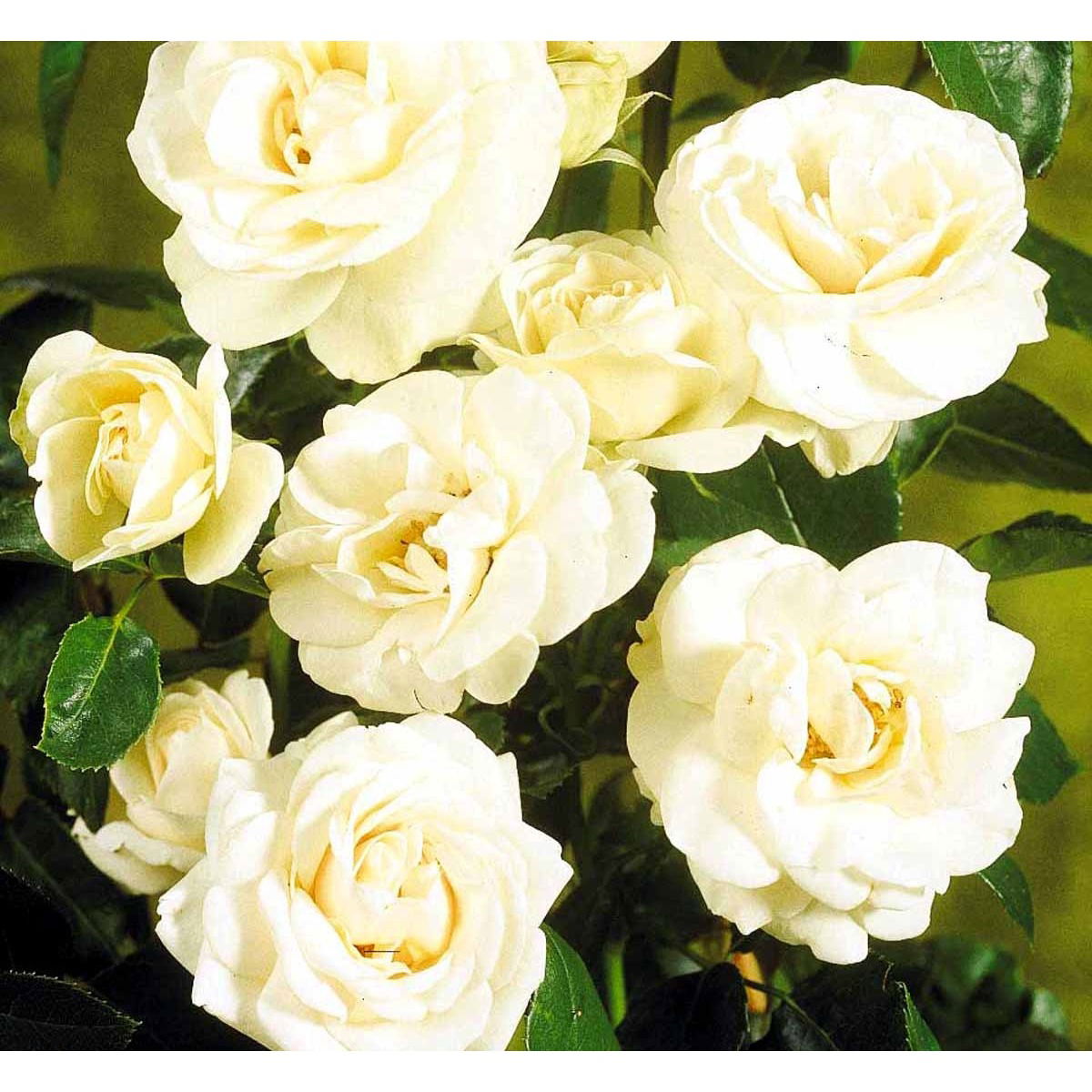 &apos;Hampton™ Palace®&apos;