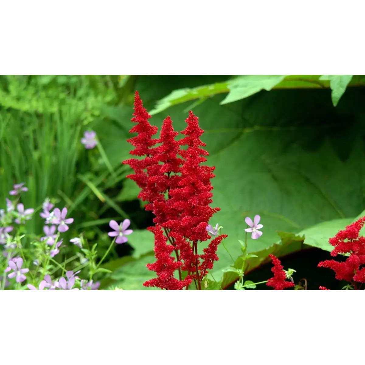 Astilbe 'Fanal' - Potte 1 liter