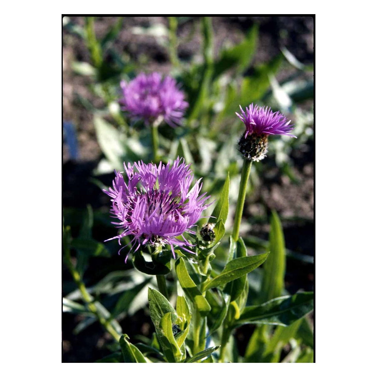 Bjerg-Knopurt &apos;Rosea&apos;