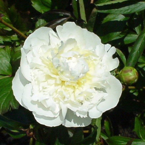 Silkepæon Duchesse de Nemours