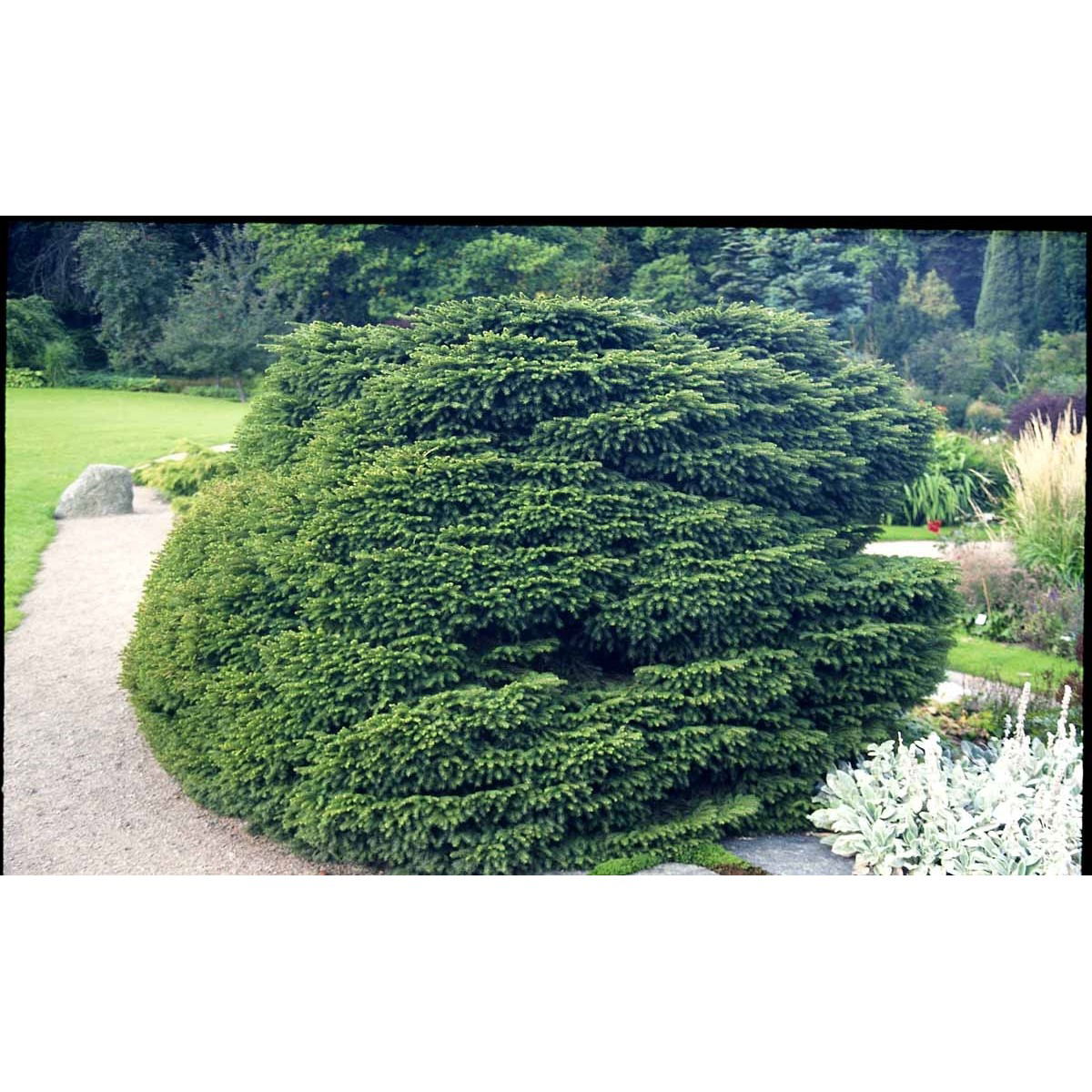 Fugleredegran &apos;Nidiformis&apos;