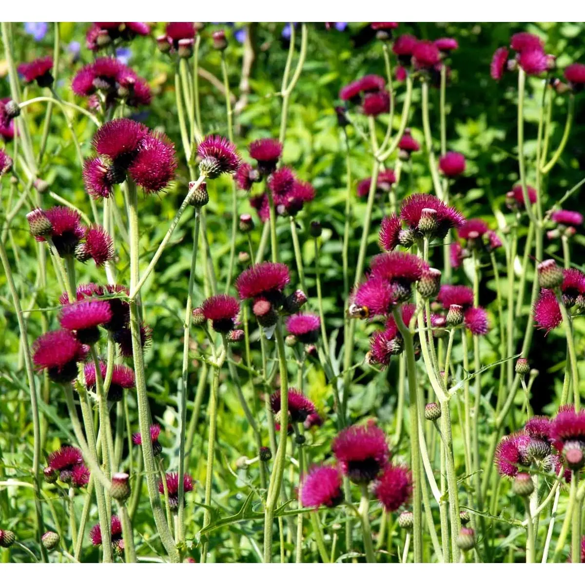 Purpurtidsel 'Atropurpureum' - Potte 0,8 Liter