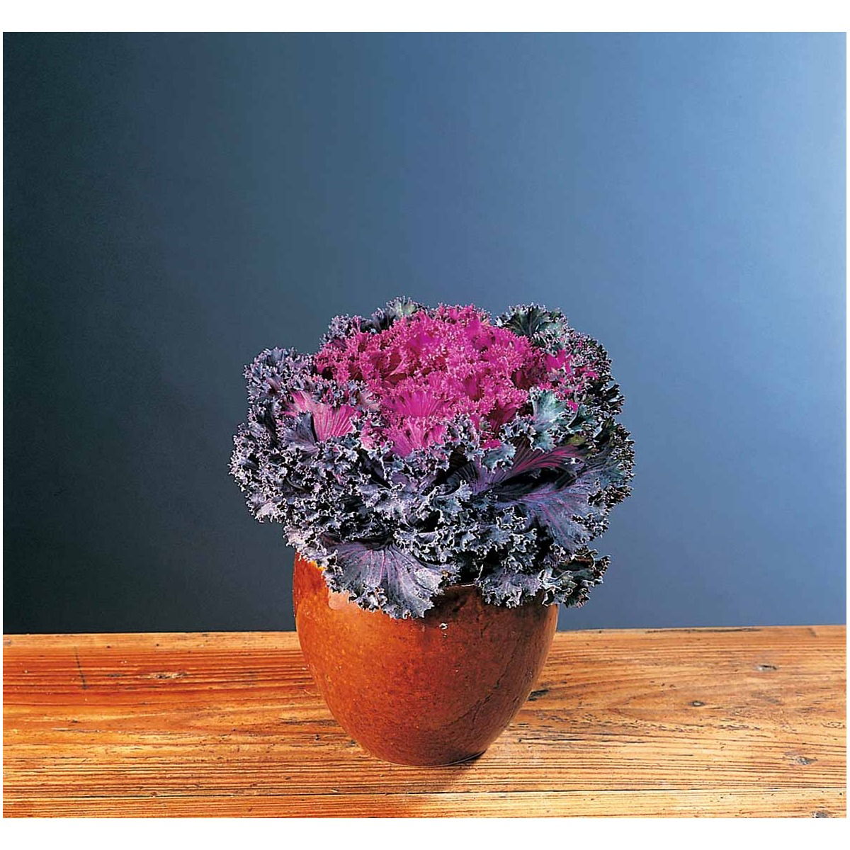 Broccoli 'Calabrese natalino' Øko