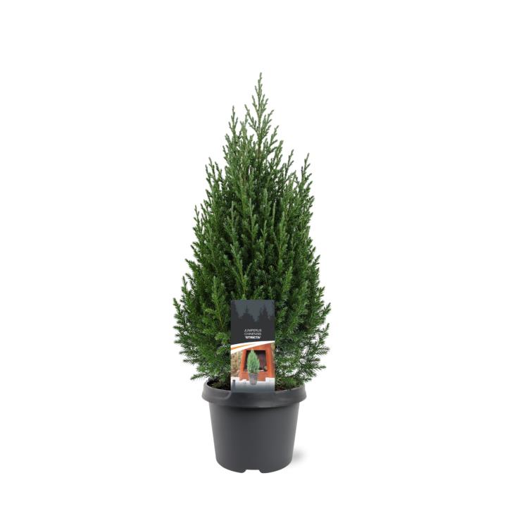 Kinesisk Enebær 'Stricta'