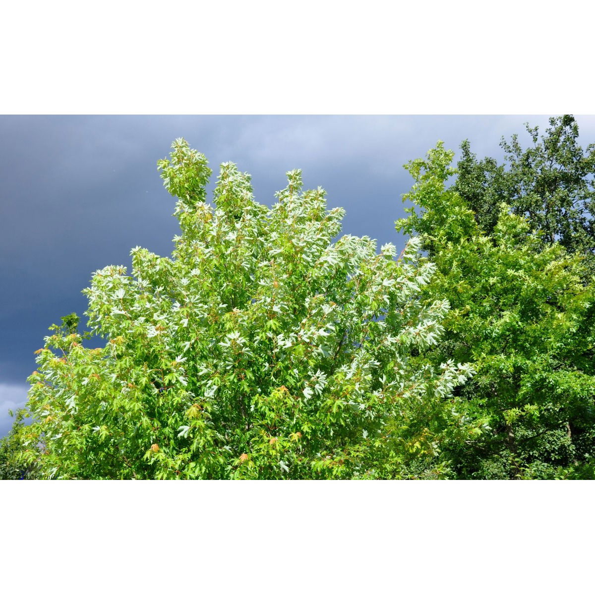 Sølvløn &apos;Pyramidalis&apos;