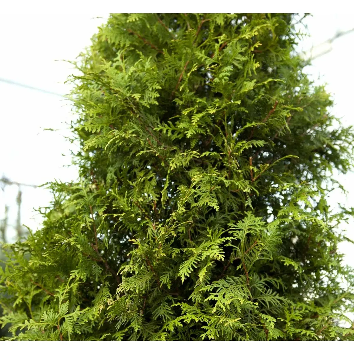 Almindelig Thuja &apos;Brabant&apos;