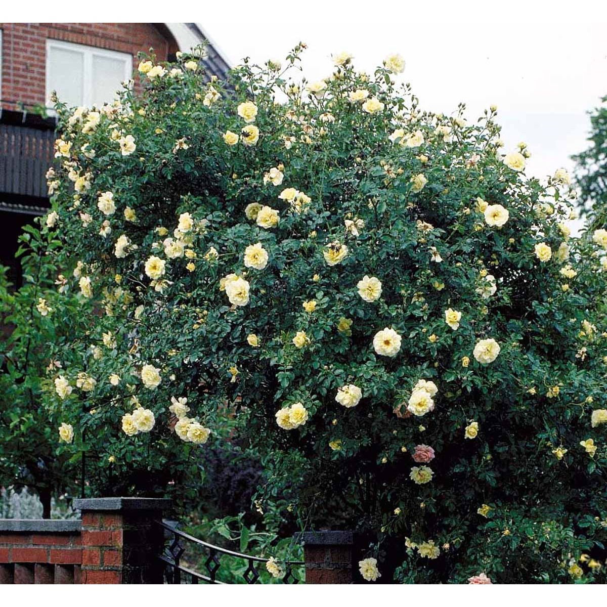 Buskrose &apos;Leverkusen&apos;