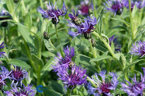 Centaurea montana Grandiflora, Bjerg-Knopurt Grandiflora, Højde: 60 cm Farve: 5 cm store blå kornblomster, snitblomst Blomstringsmåned: juni-juli Lys: sol - halvskygge Som bunddække og i gruppe 6/m2, god til forvildning