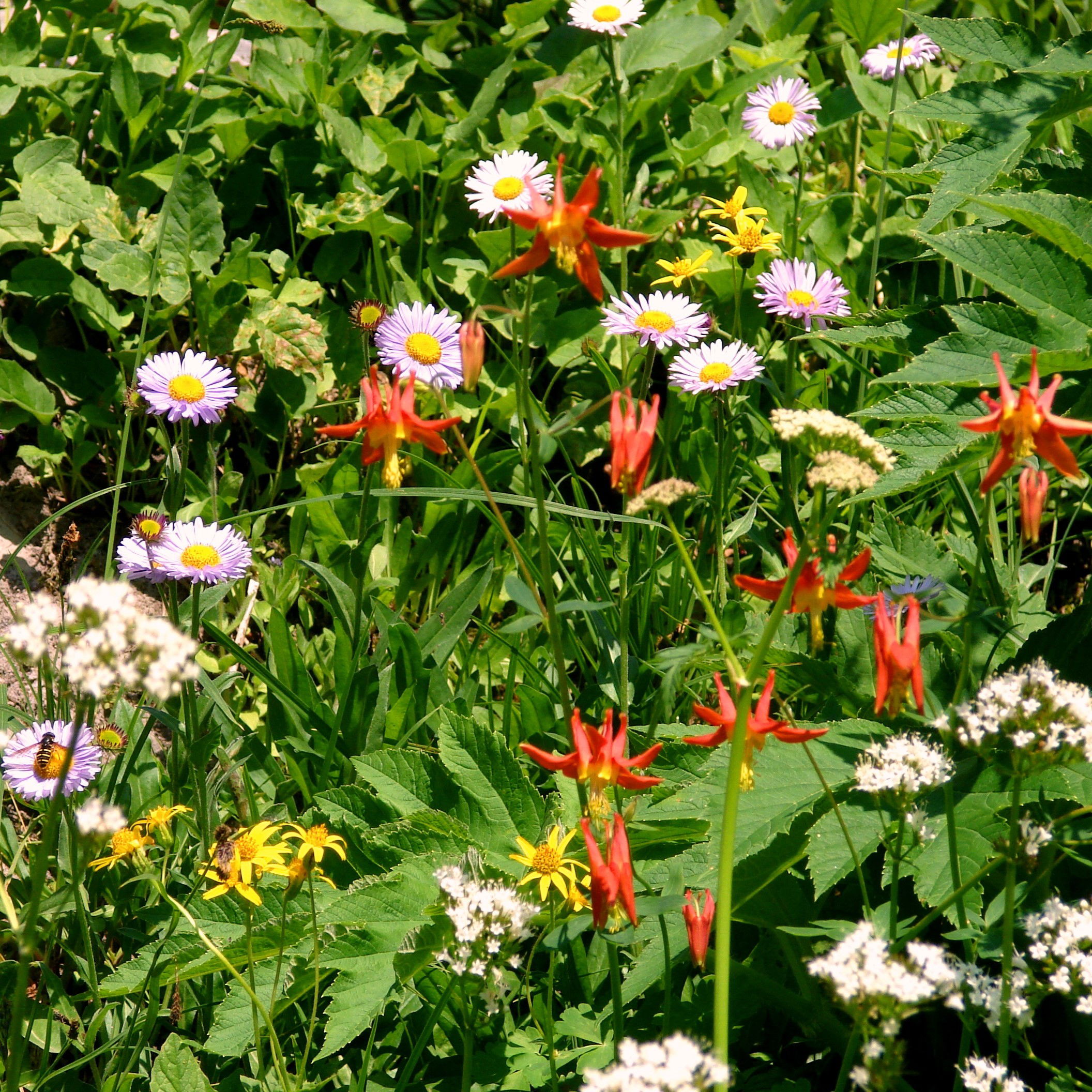 Akeleje Mckana Giants Mix