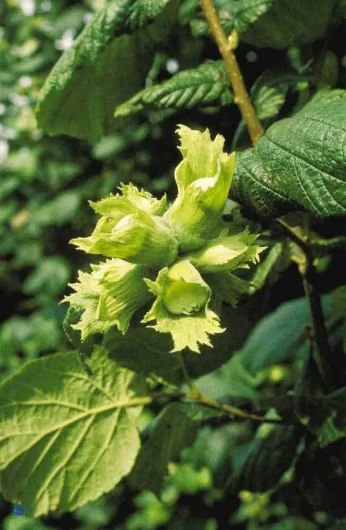 Corylus avellana, Hassel, Bestøvning: Selvbestøvende Blad / Nåle: Ovale Blad / Nåle farve: Grønne Blomsterfarve: Gule Blomstringstid 1: April - Maj Bredde: 4 - 6 meter Frugt str.: Små Frugter: Brune Gødning: Mellem Højde: 4 - 6 meter Hårdførhed: Fuldt Mod