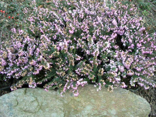 Efterårslyng 'Natur'