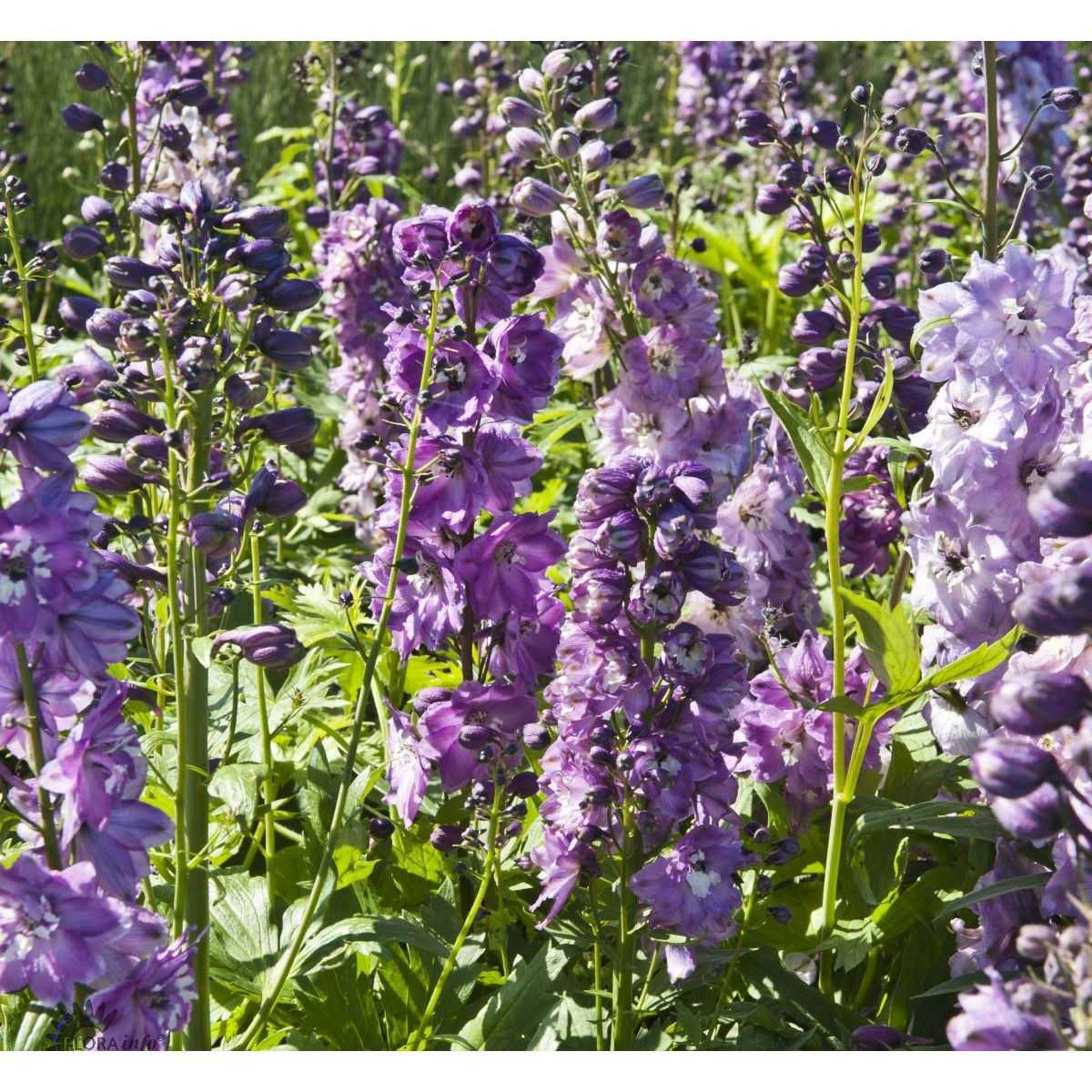 Ridderspore magic fountain - Lillarosa