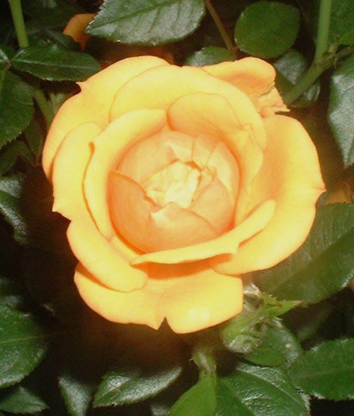 Rosa x Jan Spek, Buketrose Jan Spek,