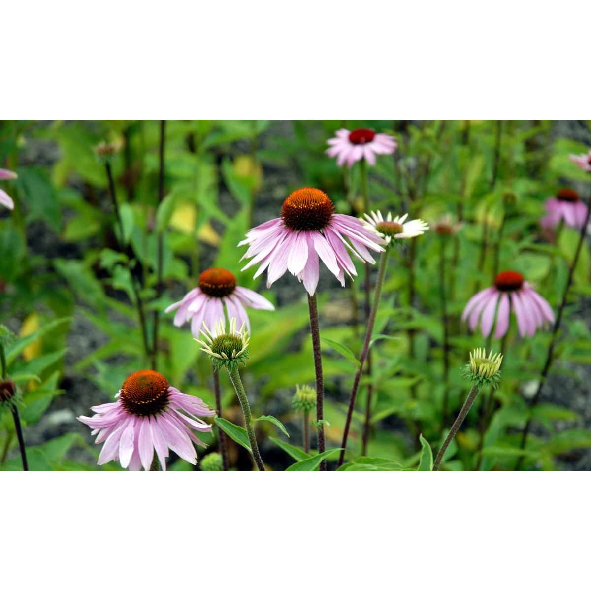 Purpursolhat (nr. 168)