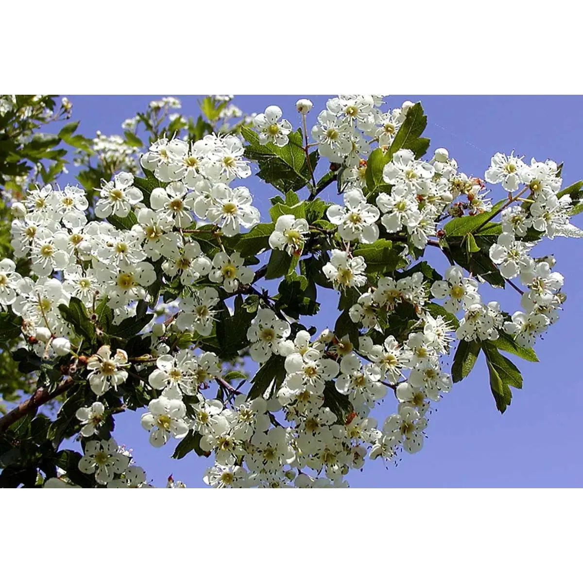 Engriflet Hvidtjørn