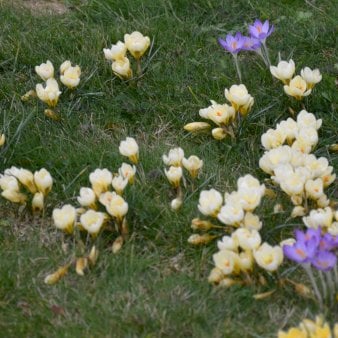 Botaniske Krokus 'Cream Beauty'