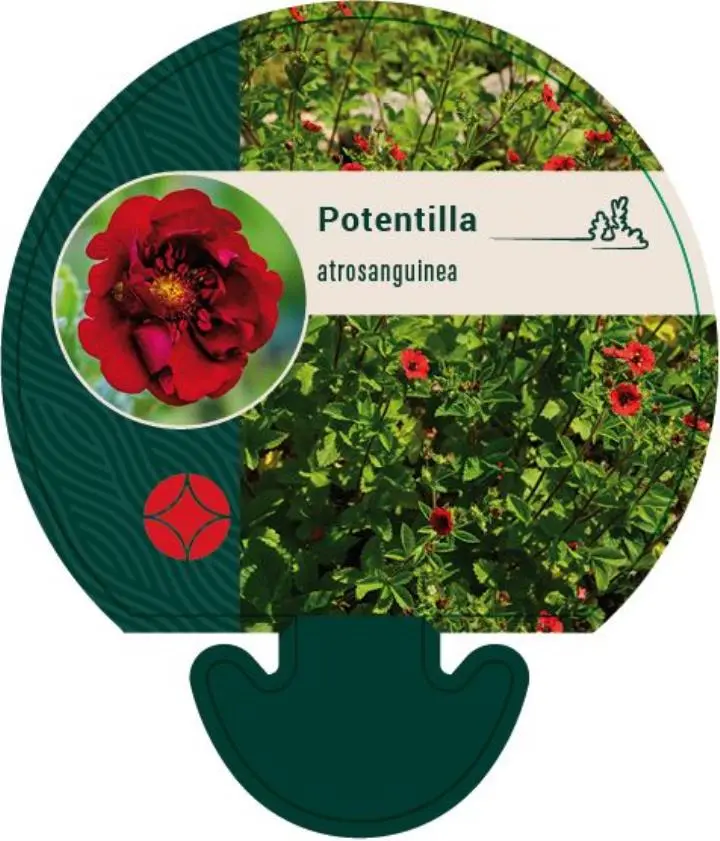 Rød Staudepotentil - Potte 0,8 Liter