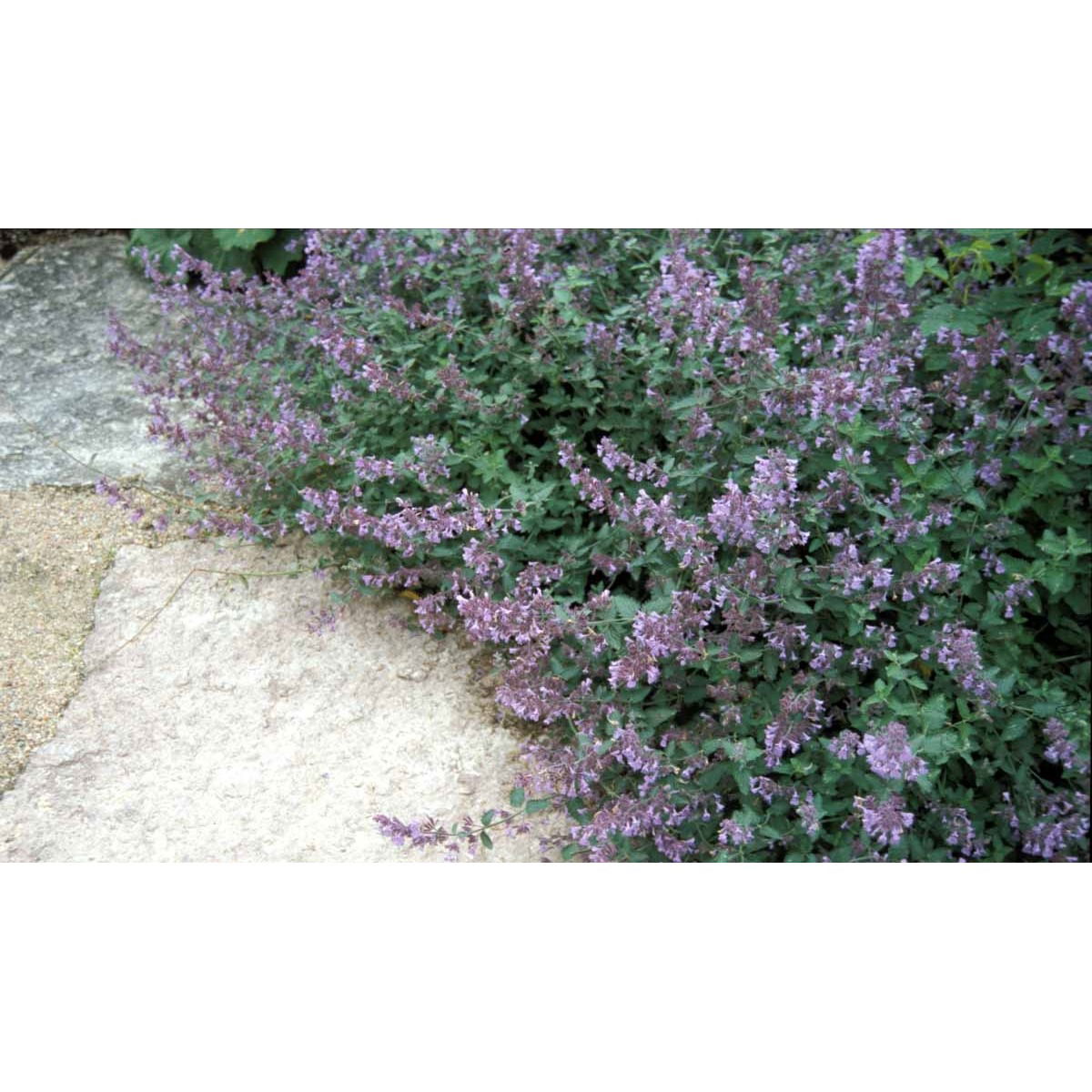 Blåkant &apos;Walker&apos;s Low&apos;