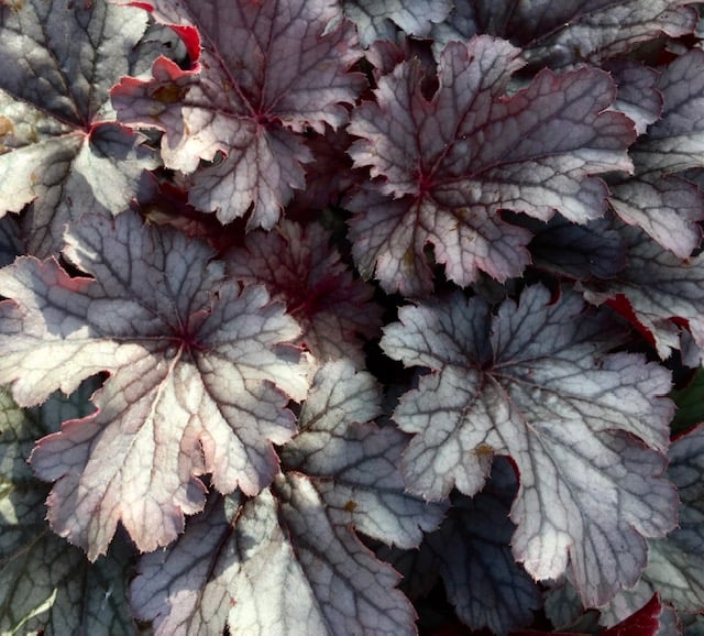 Alunrod &apos;Timeless Treasure&apos;