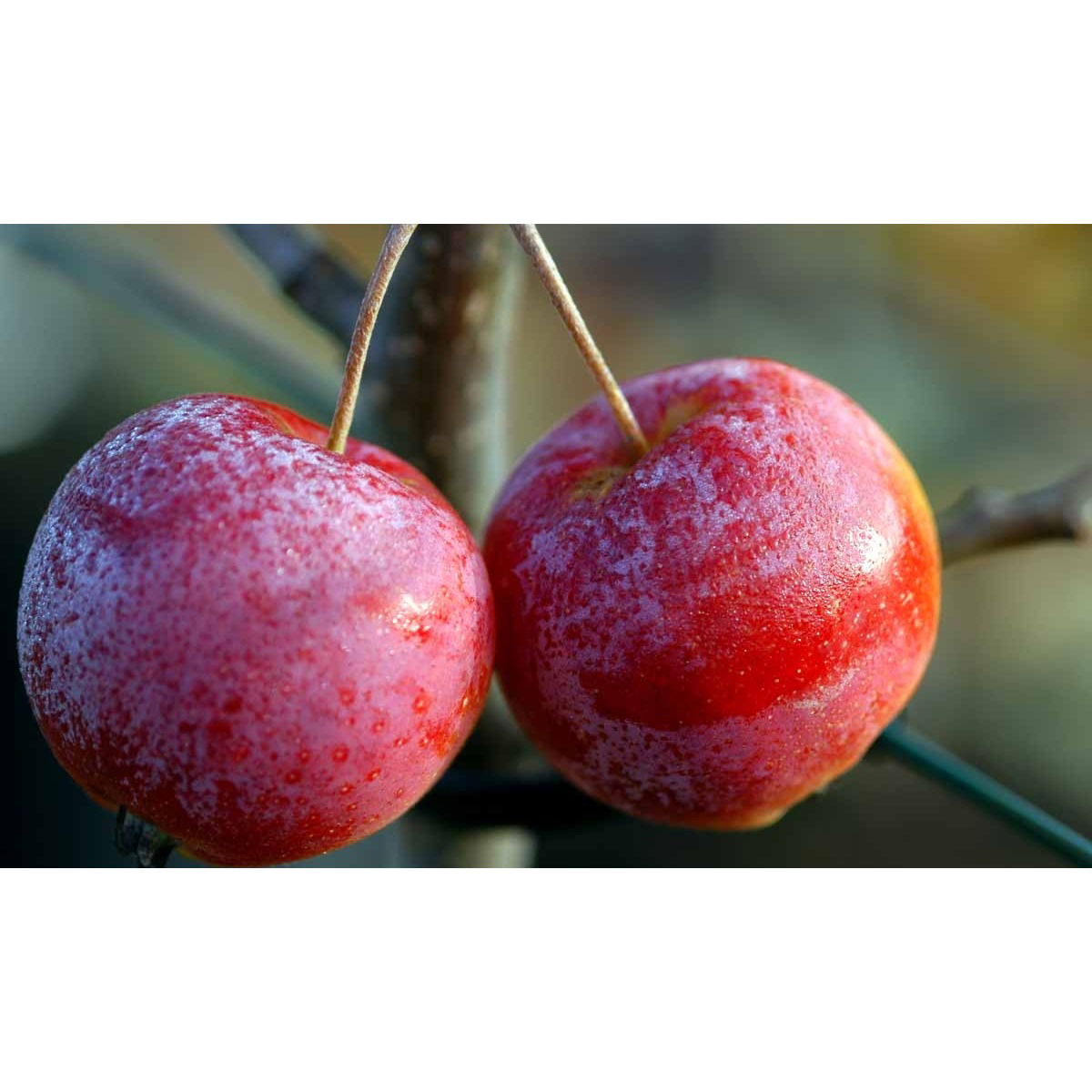 Paradisæble &apos;Hyslop&apos;