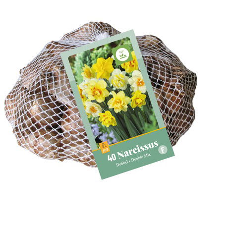 Påskelilje Double mix Net