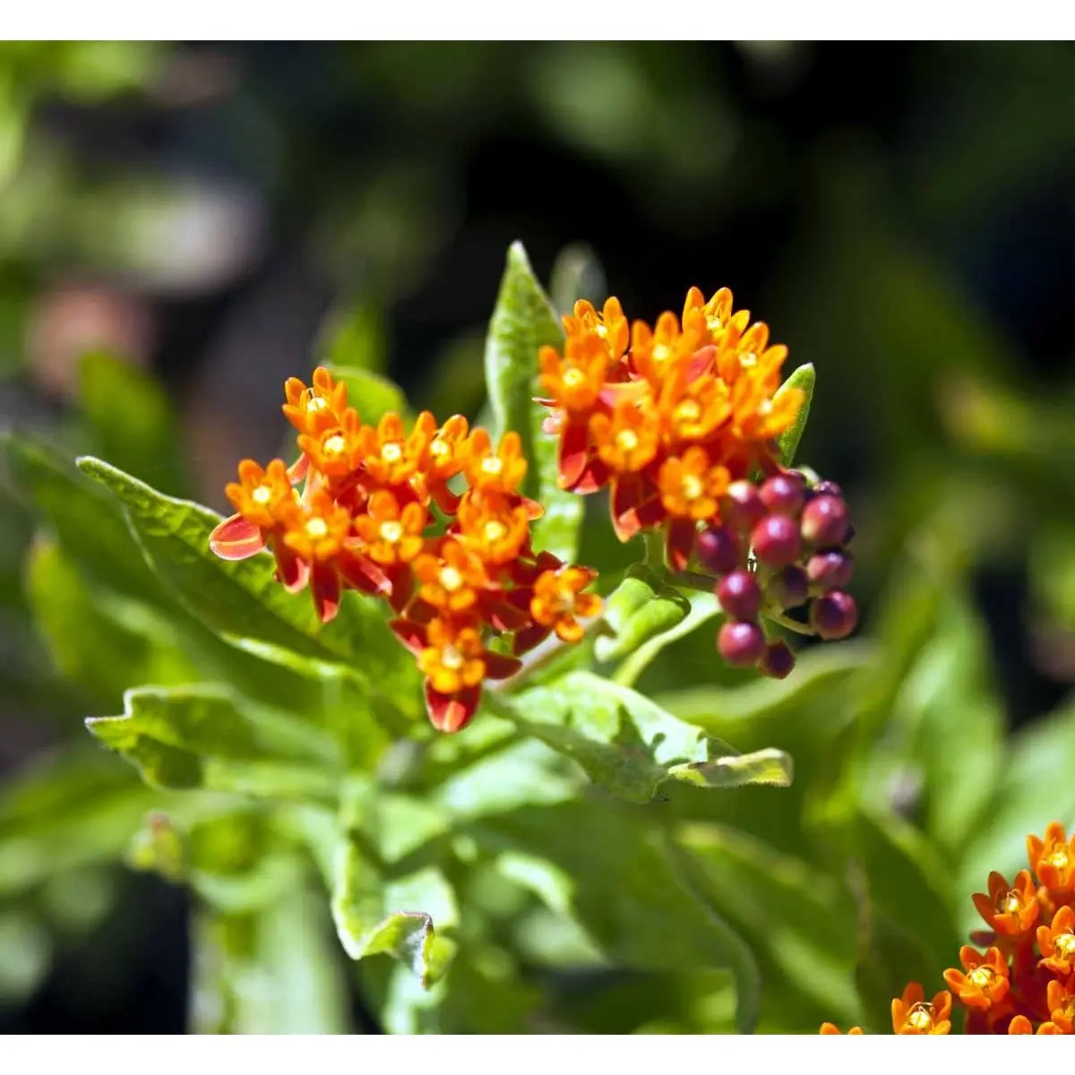 Orange-Silkeplante - Potte 1 liter