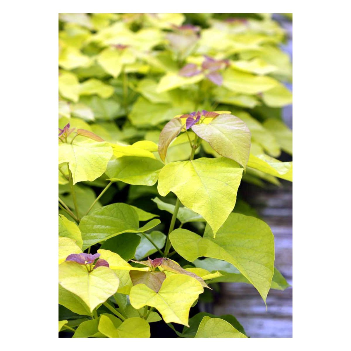 Catalpa Bignonioides 'Aurea'