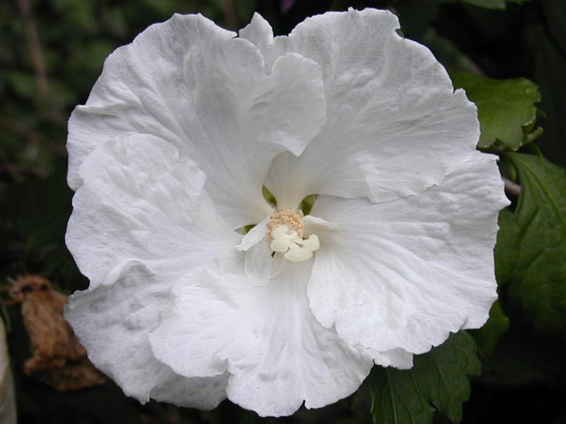 Hibiscus syriacus Diana, Syrisk Rose Diana, Opret vækst. 1,5-2 m høj og bred. Enkle ren-hvide blomster, August-september Sol God veldrænet havejord på beskyttet lun plads