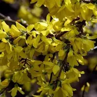 Forsythia