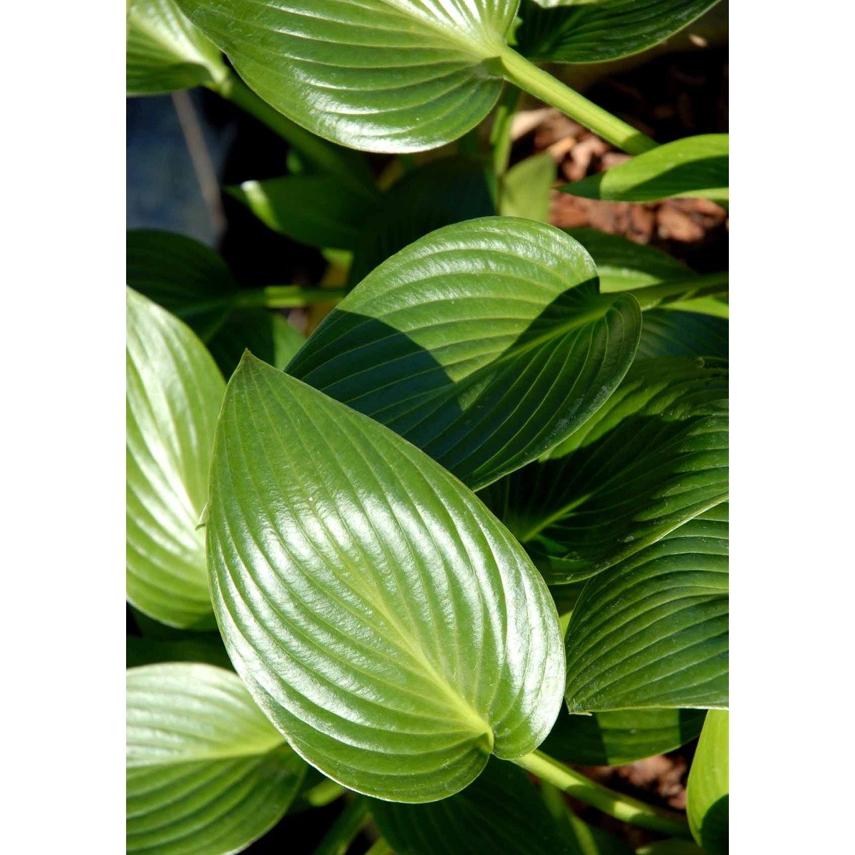 Funkia 'Devon Green' - Potte 1 liter