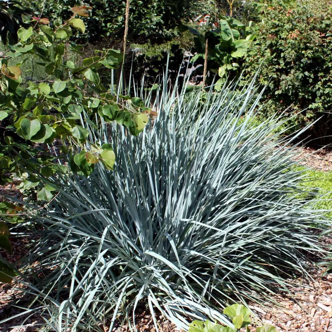 Blå marehalm 'Blue Dune' - Potte 2,0 liter