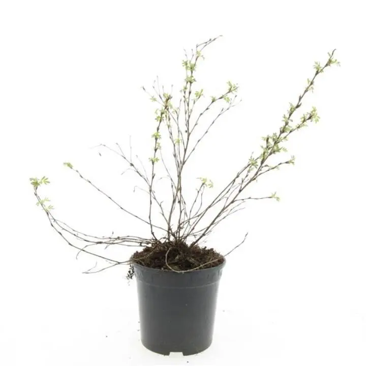 Potentilla 'Abbotswood' - Potte 1,5 liter