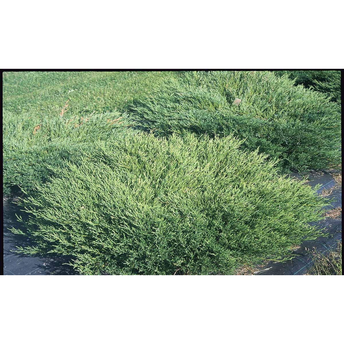 Krybende Enebær &apos;Andorra Compacta&apos;